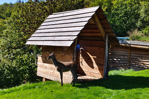 Iratiko Kabiak - Animales