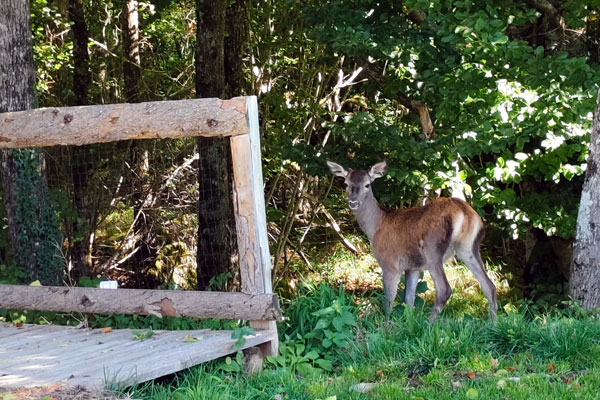 Iratiko Kabiak - Animales