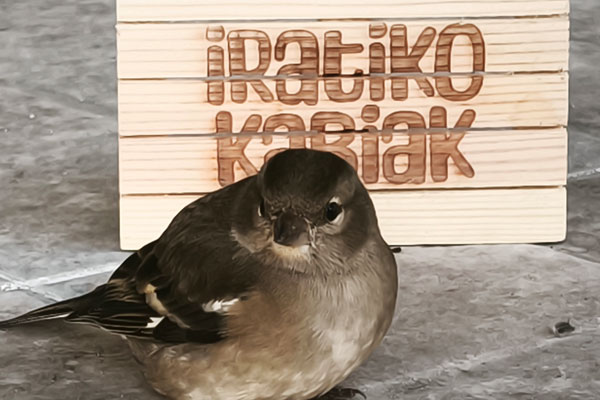 Iratiko Kabiak - Animales