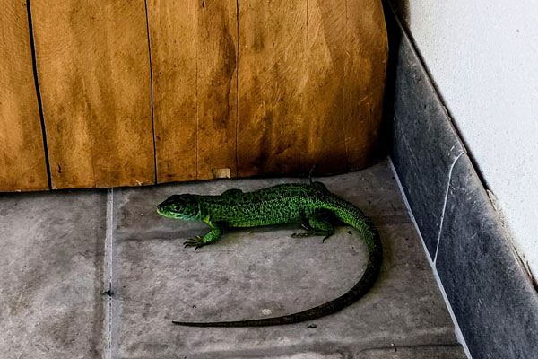 Iratiko Kabiak - Animales