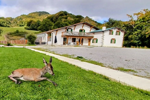 Iratiko Kabiak - Animales